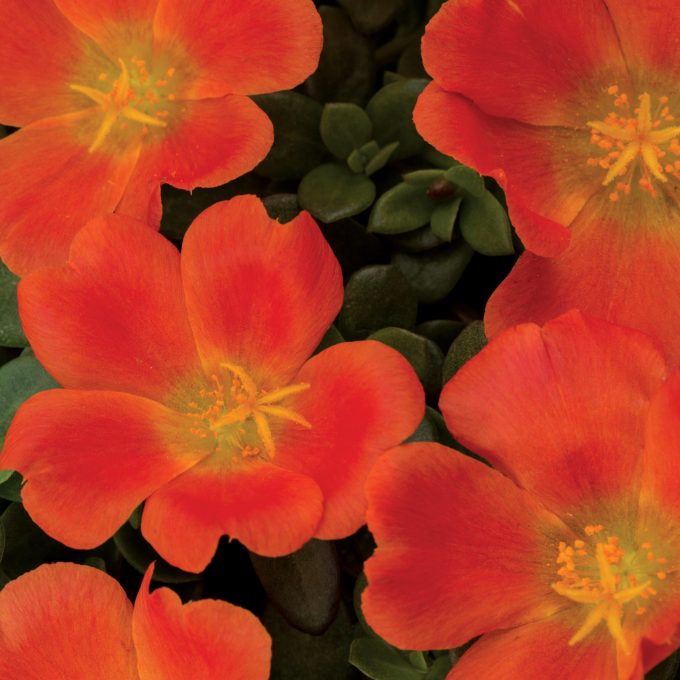 Portulaca Duna Colorblast Tangerine