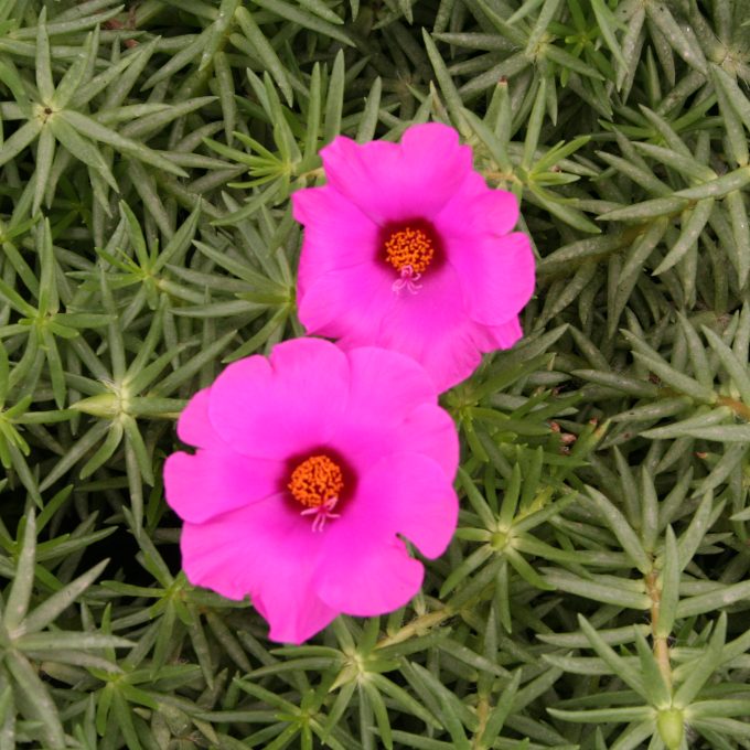 Portulaca Grand. Samba Hot Pink