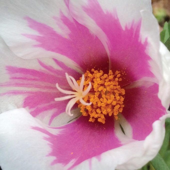 Portulaca Samba Pink Bicolor