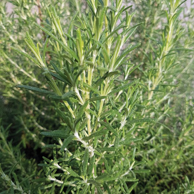 Rosemary; Rosmarinus, officinalis, Arp