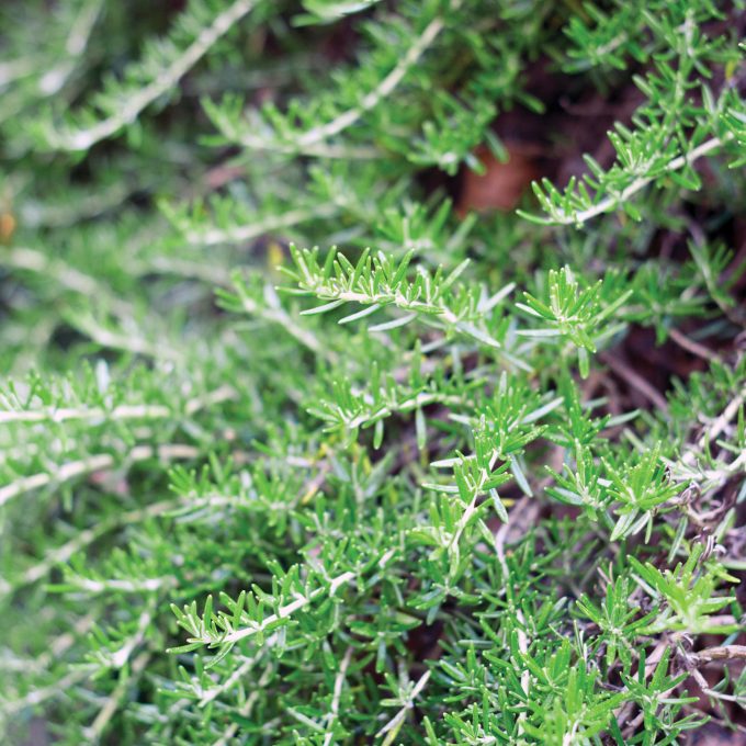 Seasoning herbs and spices: Rosmarinus officinalis Prostratus (Trailing Rosemary 'Corsican')