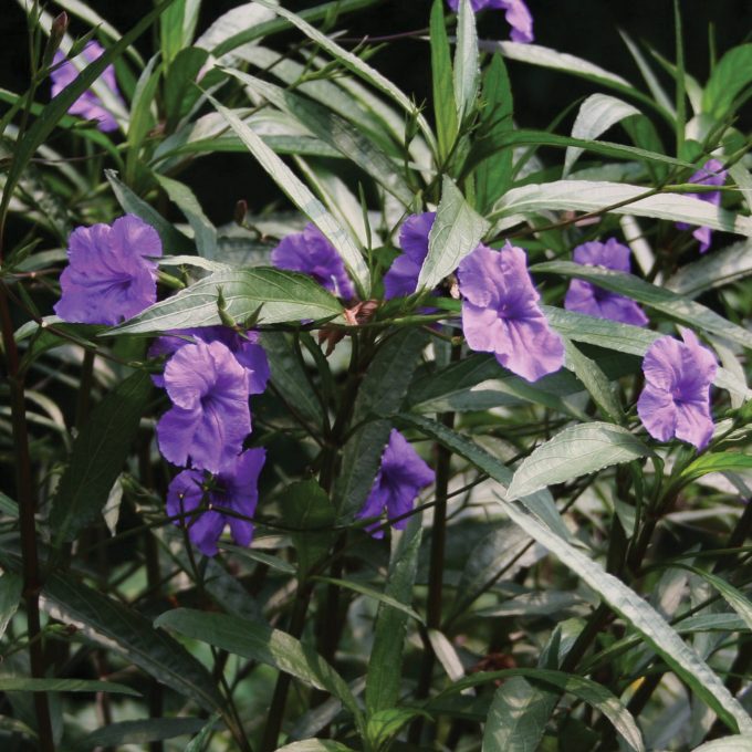 Ruellia Purple Showers