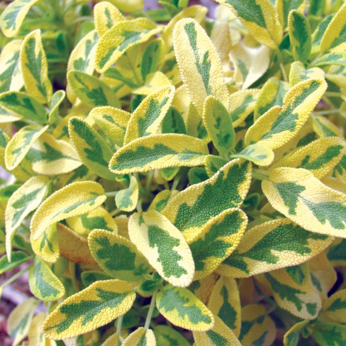 Sage Icterina (Golden)