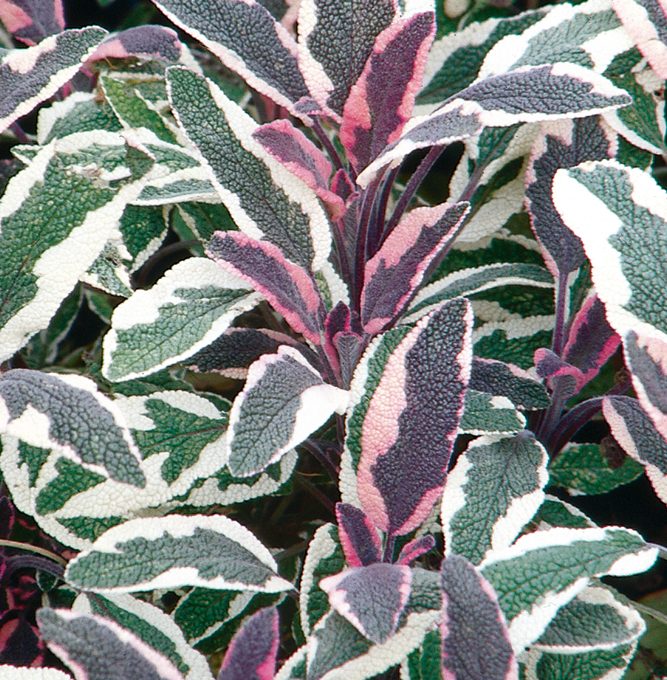 Sage Tricolor