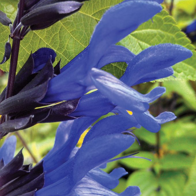 Salvia Black & Blue