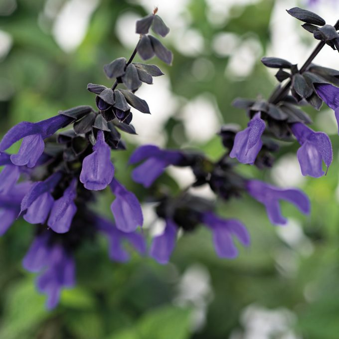 Salvia Bodacious Rhythm & Blues