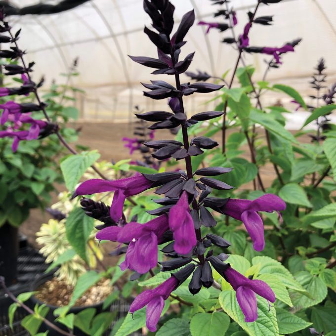 Salvia Bodacious Smokey Jazz 2