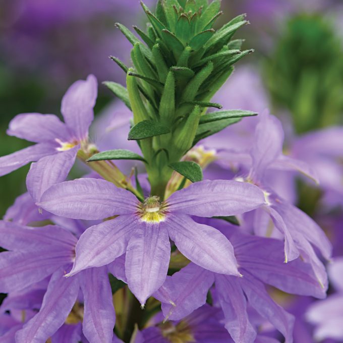 Scaevola Scalora Fancy Blue