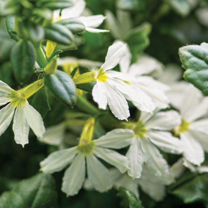 Scaevola Scalora Pearl