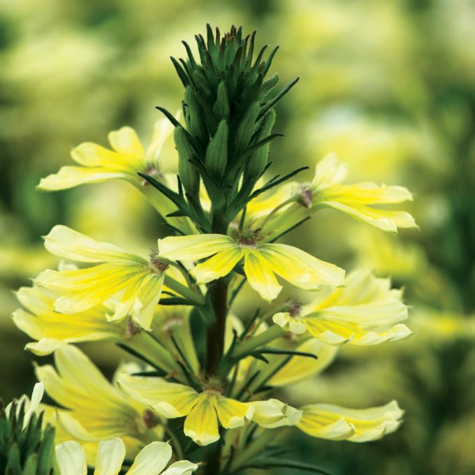 Scaevola Scalora Suntastic Yellow