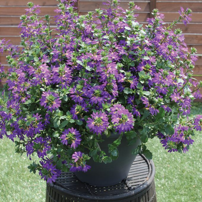 Scaevola Surdiva Blue Violet