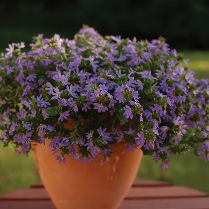 Scaevola Surdiva Classic Blue