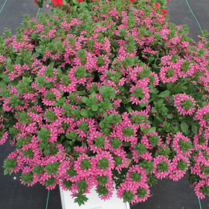 Scaevola Surdiva Fashion Pink