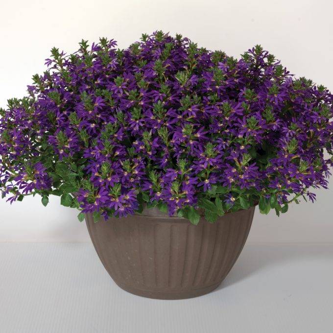 Scaevola Surdiva Purple