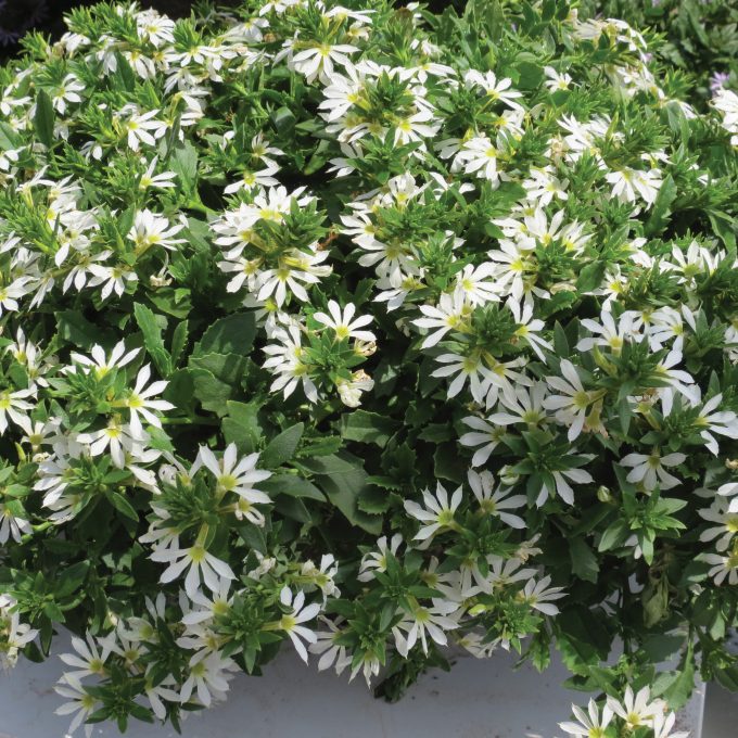 Scaevola Surdiva White