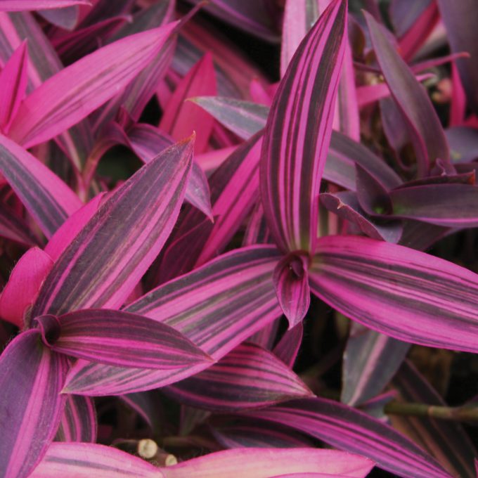 Setcreasea Purple Variegated