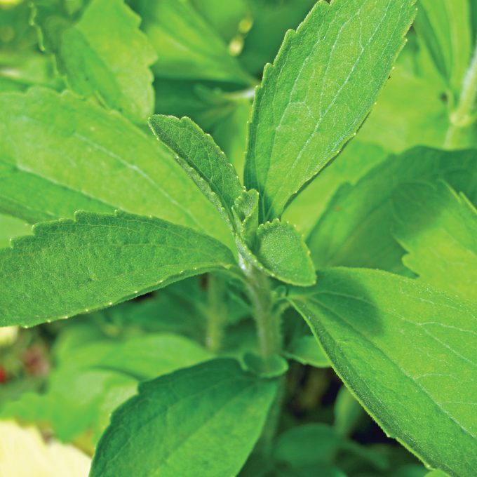 Stevia rebaudiana