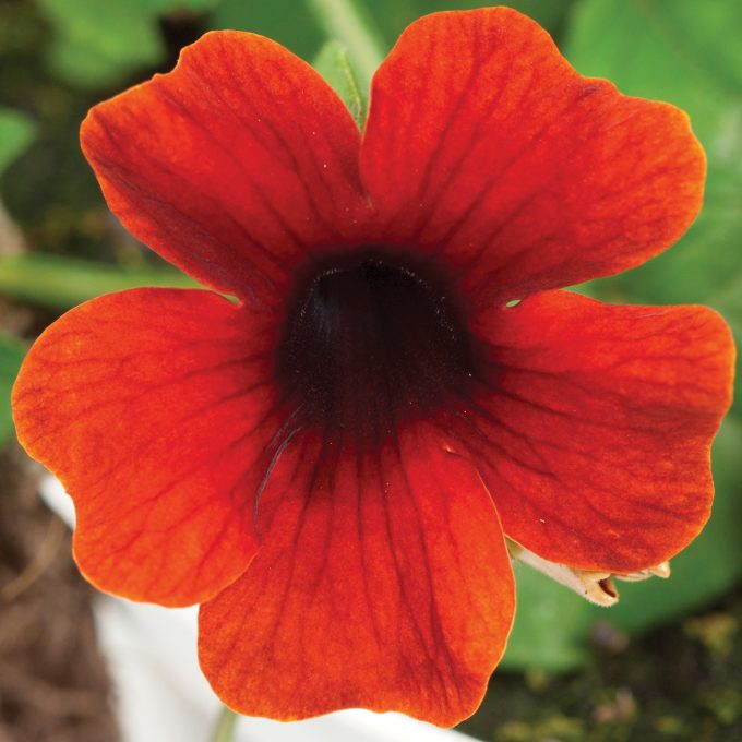 Thunbergia Sunny Susy Brownie