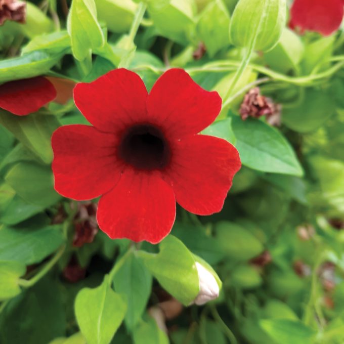 Thunbergia Sunny Susy Cherry