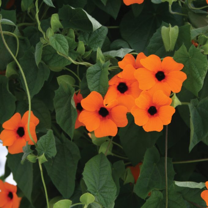 Thunbergia Sunny Susy Red-Orange