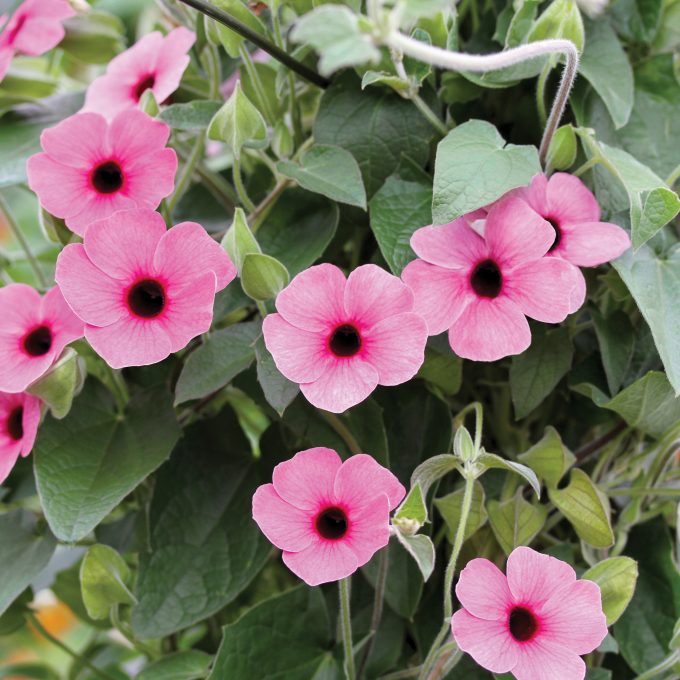 Thunbergia Sunny Susy Rose Sensation