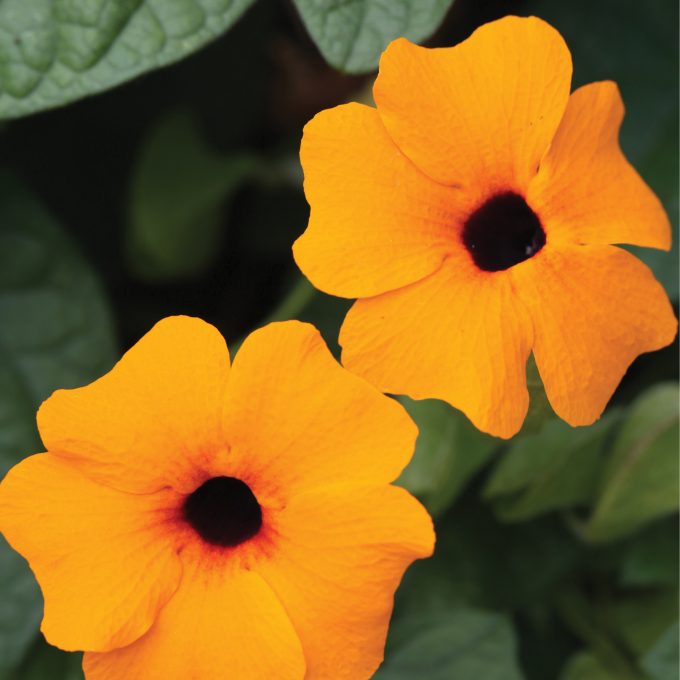 Thunbergia TowerPower Orange