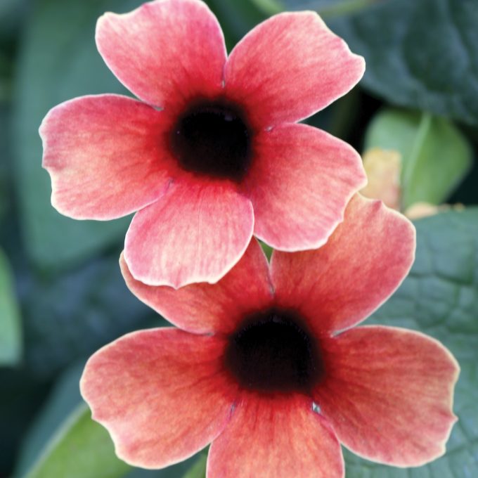 Thunbergia TowerPower Red