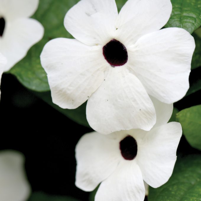 Thunbergia TowerPower White