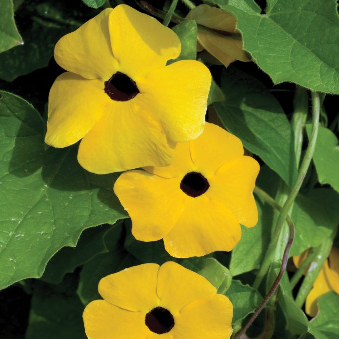 Thunbergia TowerPower Yellow