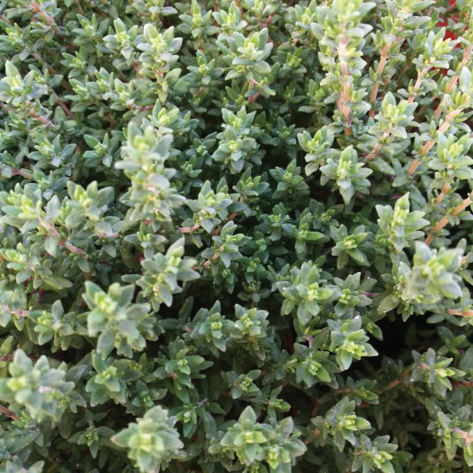 thyme