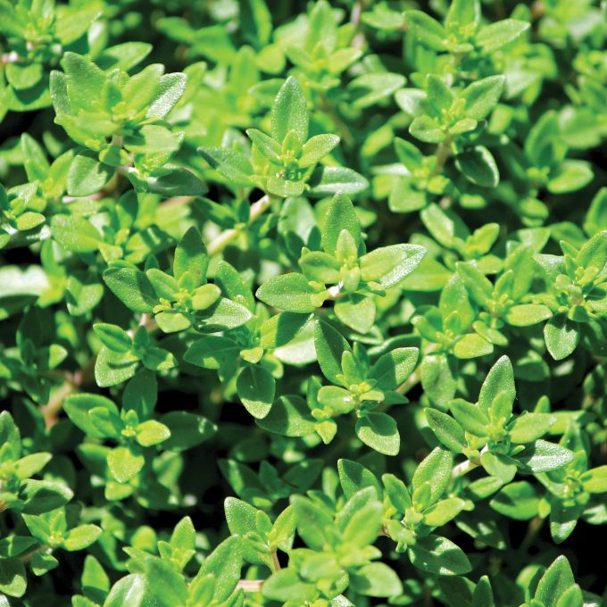 Thyme French