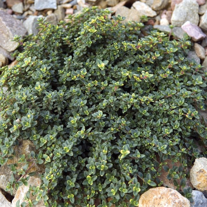 Lemon thyme; Thymus; citriodorus