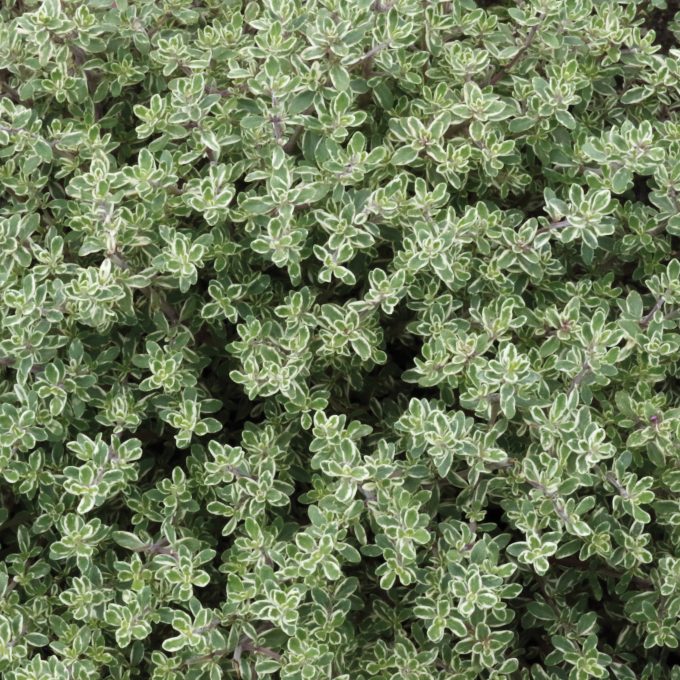 Thyme Silver