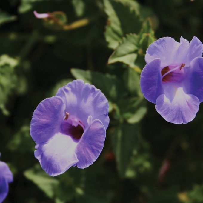 Torenia Moon Blue