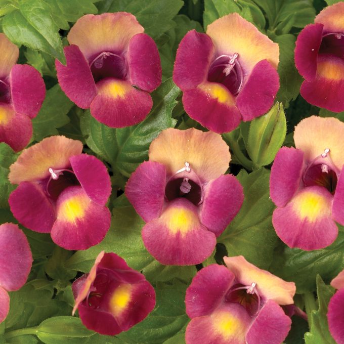 Torenia Moon Magenta