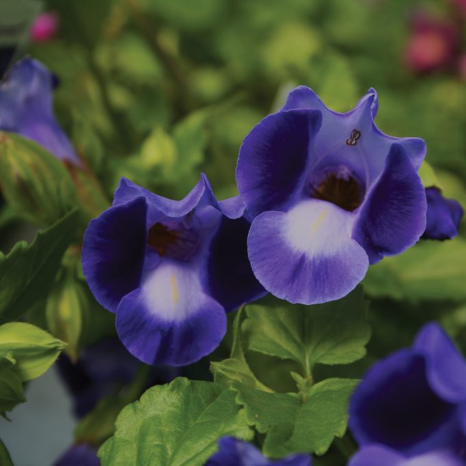 Torenia Moon Purple