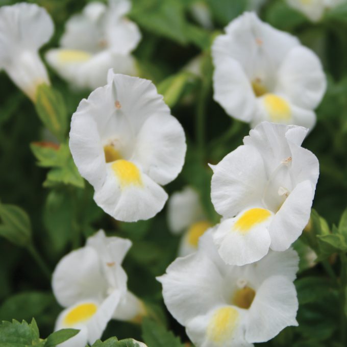 Torenia Moon White