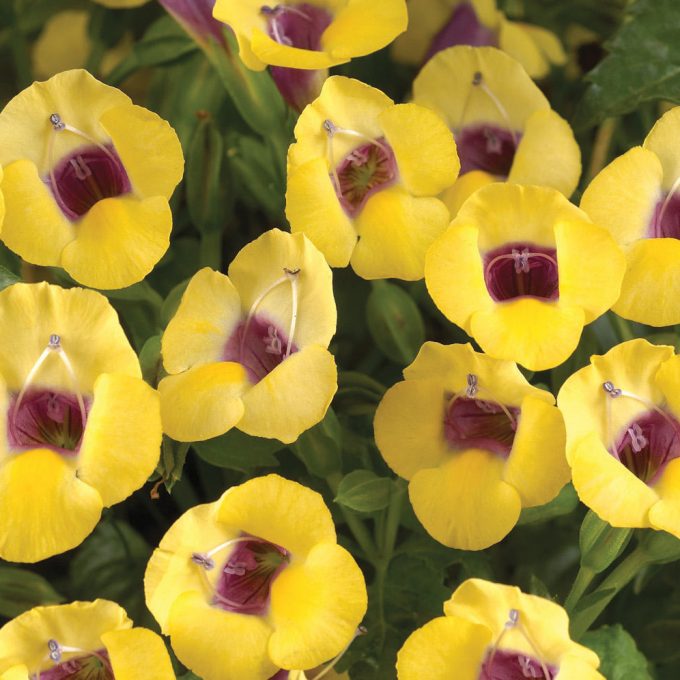 Torenia Moon Yellow