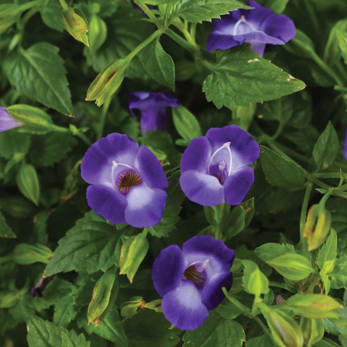 Torenia Summer Wave Bouquet Deep Blue