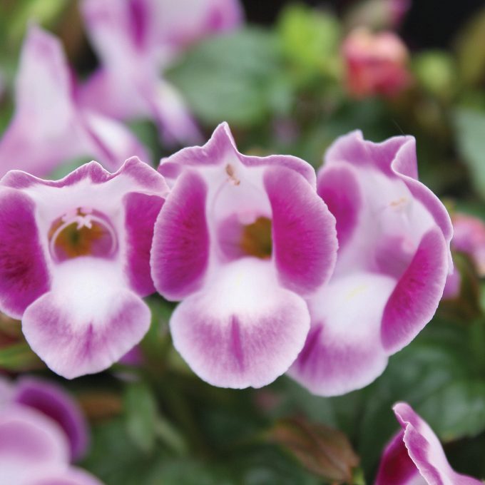 Torenia Summer Wave Bouquet Deep Rose