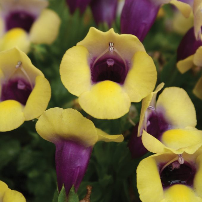 Torenia Summer Wave Bouquet Gold