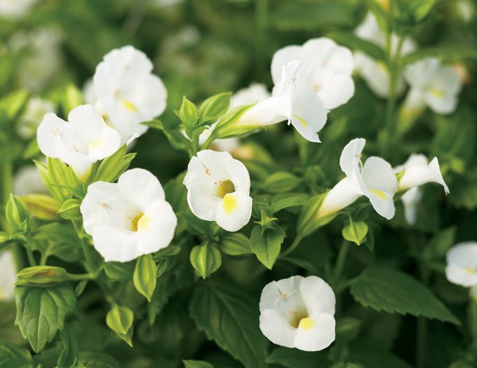 Torenia Summer Wave Bouquet White