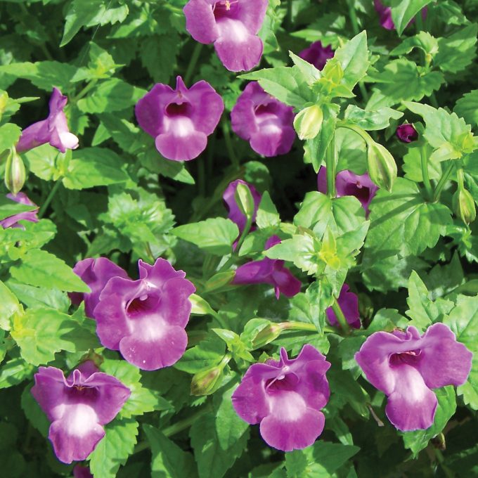 Torenia Summer Wave Trailing Large Amethyst