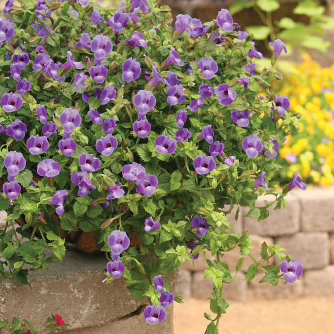 Torenia Summer Wave Trailing Large Blue