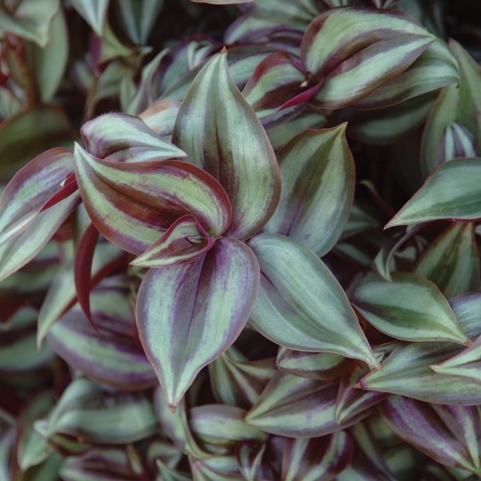 Tradescantia Zebra Red-Silver