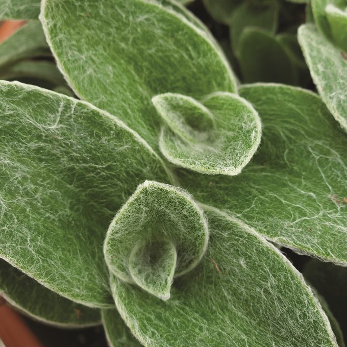 Tradescantia Zebra Velvet