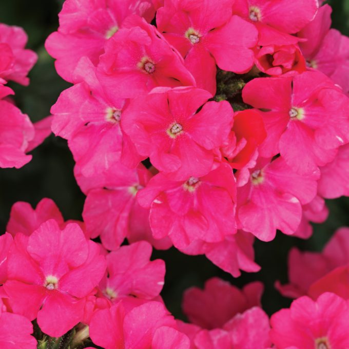 Verbena Estrella Hot Pink