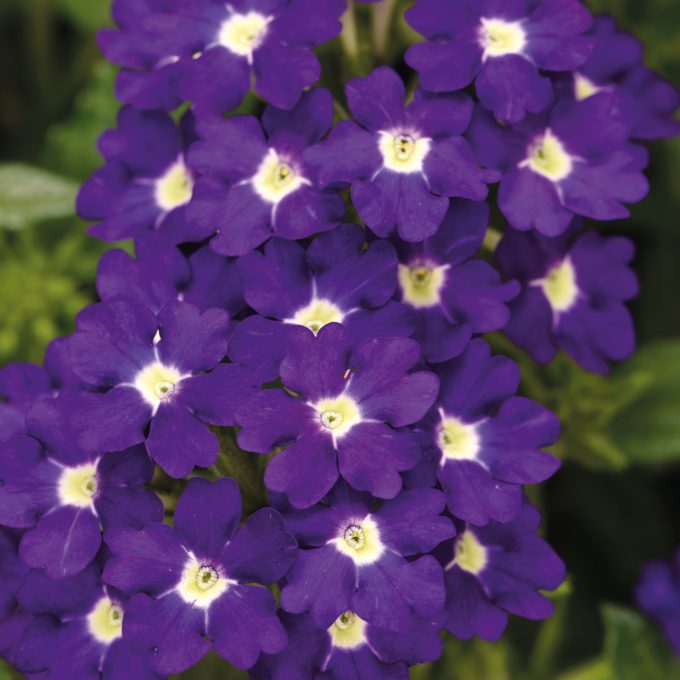 Verbena Estrella Imperial Blue