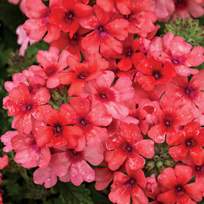 Verbena Estrella Lobsterfest