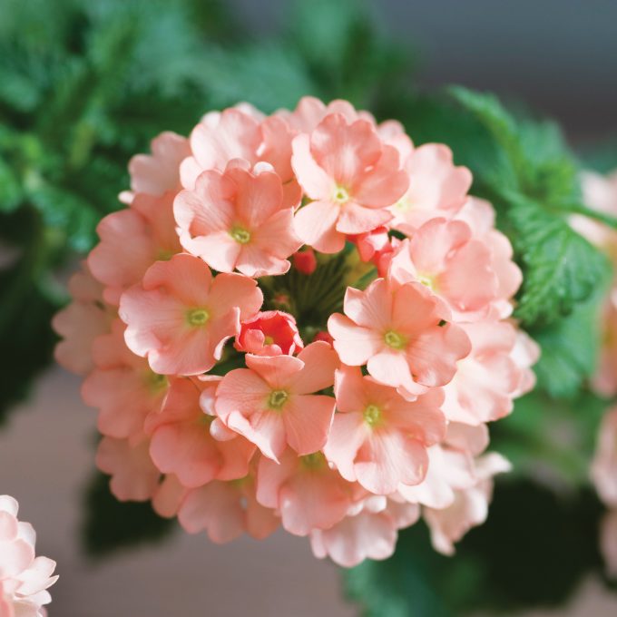 Verbena Estrella Peach